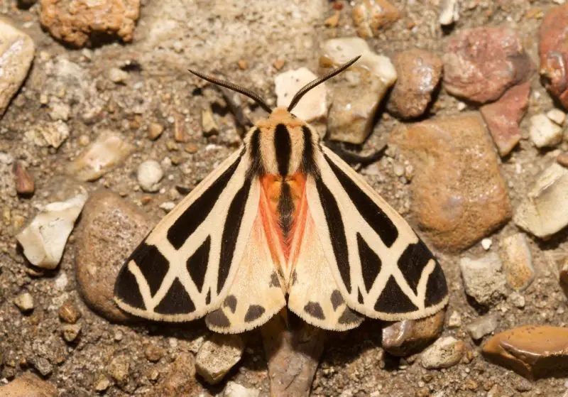 Moths in North Carolina