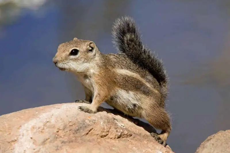 Squirrels in Texas