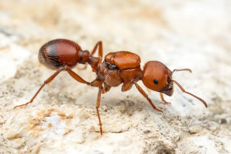 bugs in California