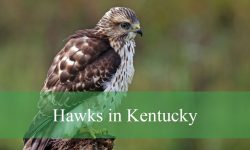 12 Hawks in Kentucky (With Pictures and Identification)