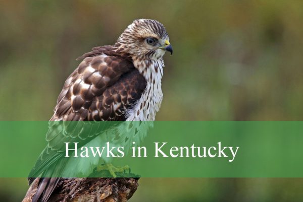 Hawks in Kentucky