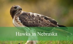 11 Hawks in Nebraska (With Pictures and Identification)