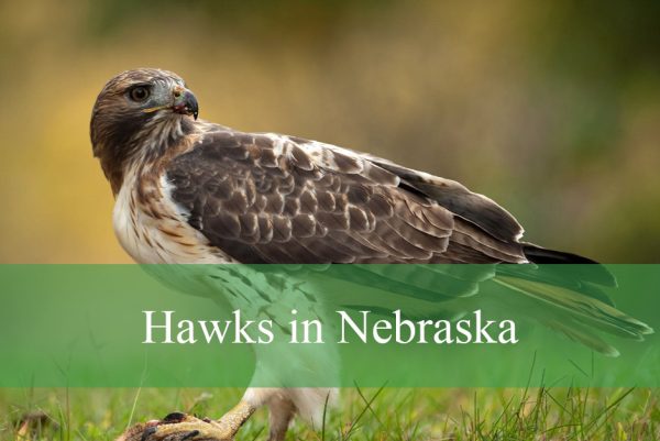 Hawks in Nebraska