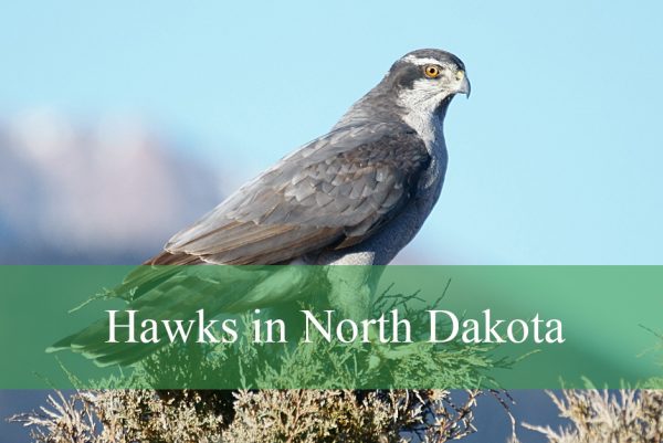 Hawks in North Dakota
