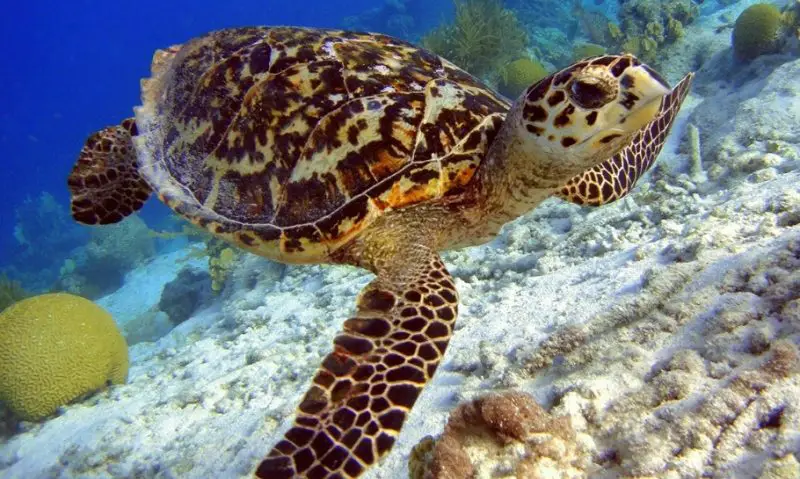 Types of Turtles in Florida