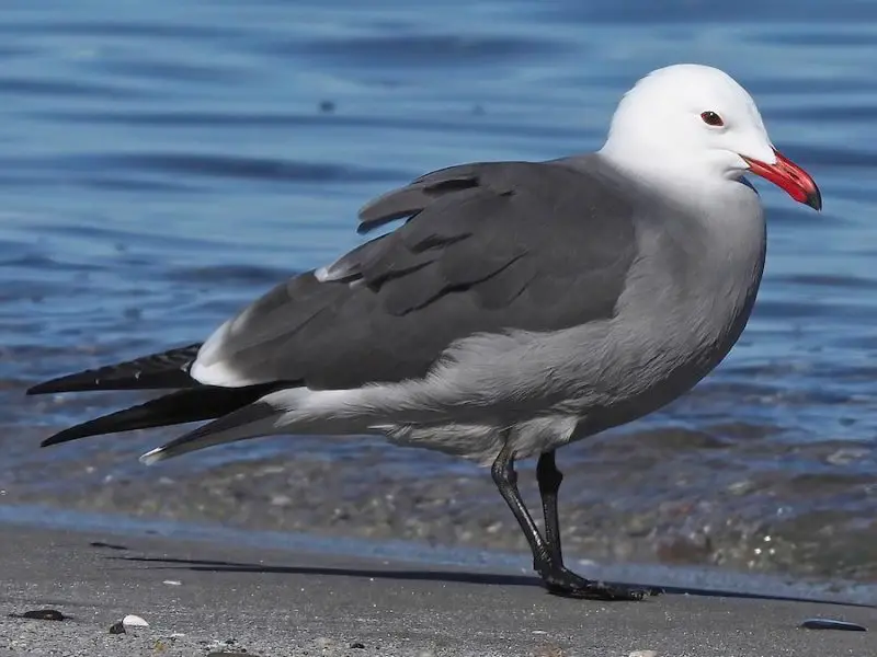 Gulls in California