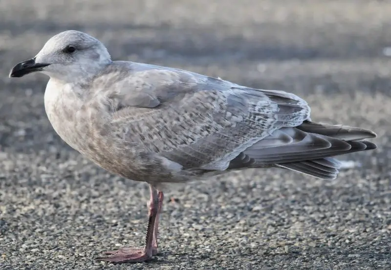 Gulls in California