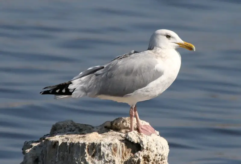 Gulls in California