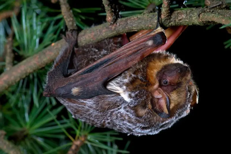 Types of Bats in Idaho