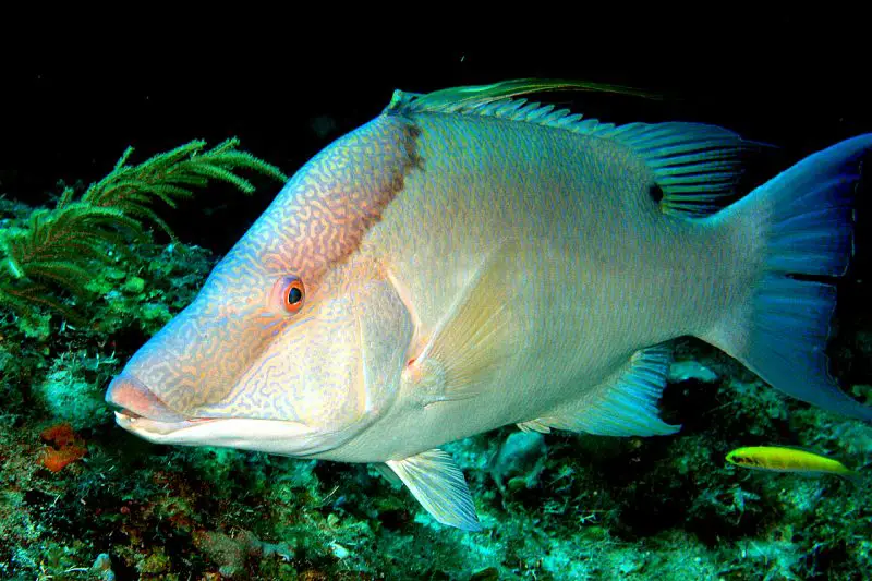 Types of Fish in Florida
