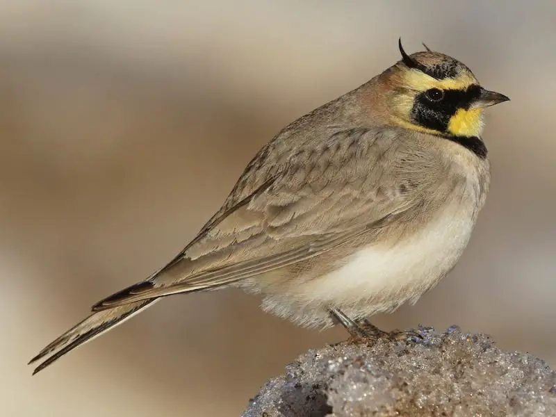 Birds in Idaho