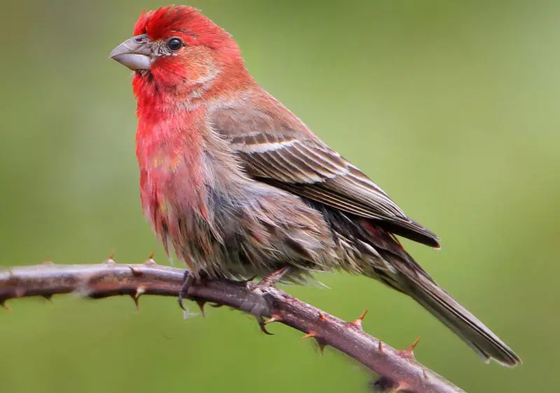 Birds in Massachusetts