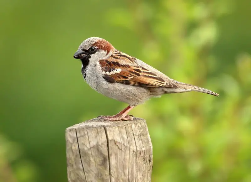 Sparrows in Florida