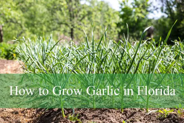 How to Grow Garlic in Florida