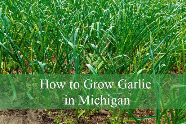 How to Grow Garlic in Michigan