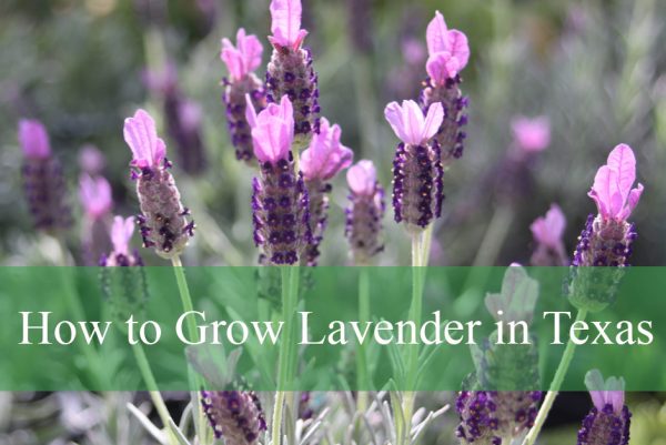 How to Grow Lavender in Texas
