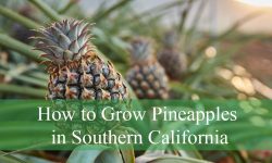 How to Successfully Grow Pineapples in Southern California