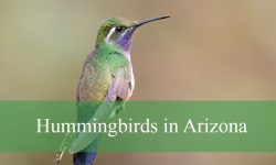 12 Hummingbirds in Arizona (With Pictures and Identification)