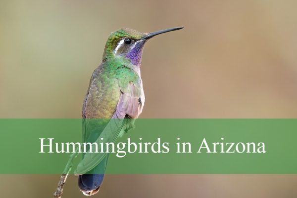 Hummingbirds in Arizona
