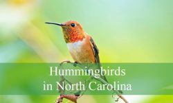 11 Hummingbirds in North Carolina (Pictures and Identification)