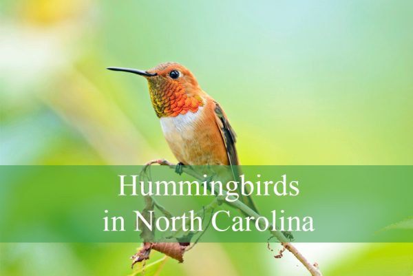 Hummingbirds in North Carolina