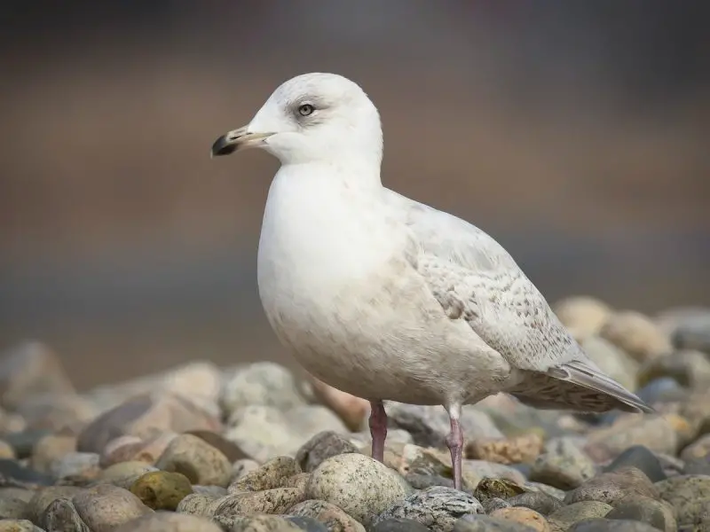 Gulls in California