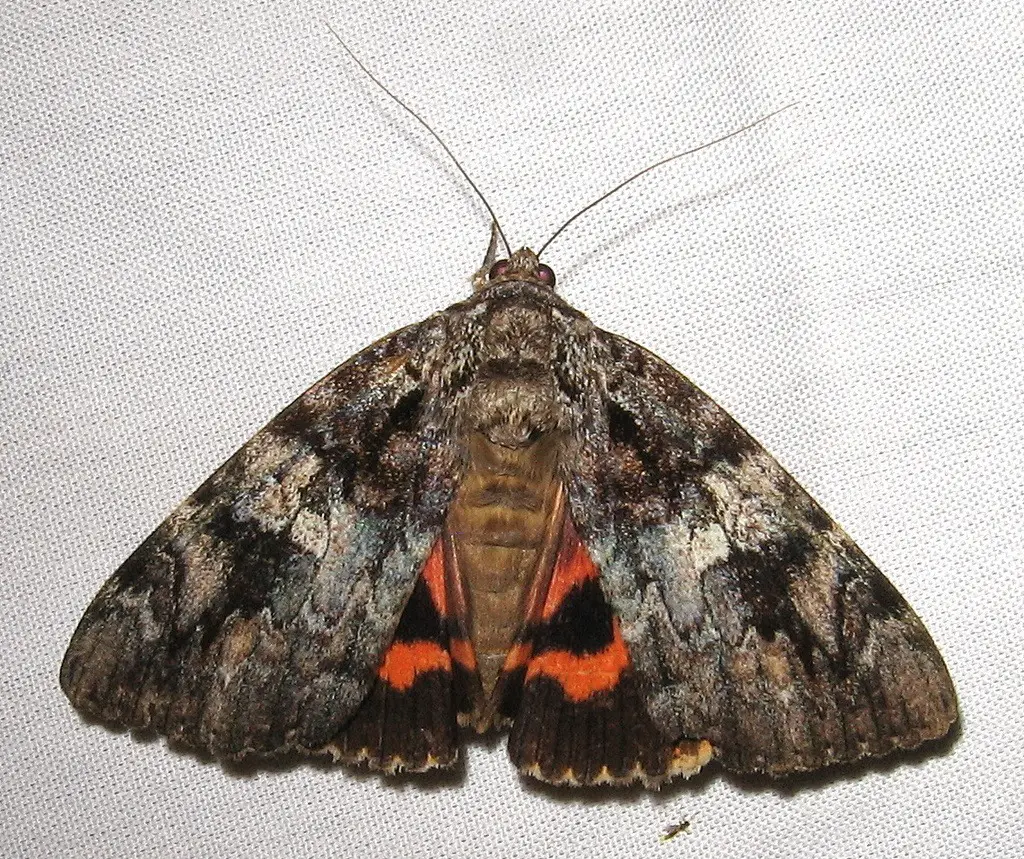 Moths in North Carolina