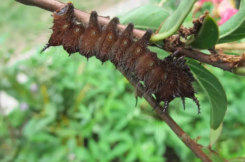 Types of Caterpillars in Texas