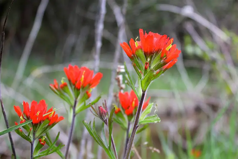 Wildflowers in California