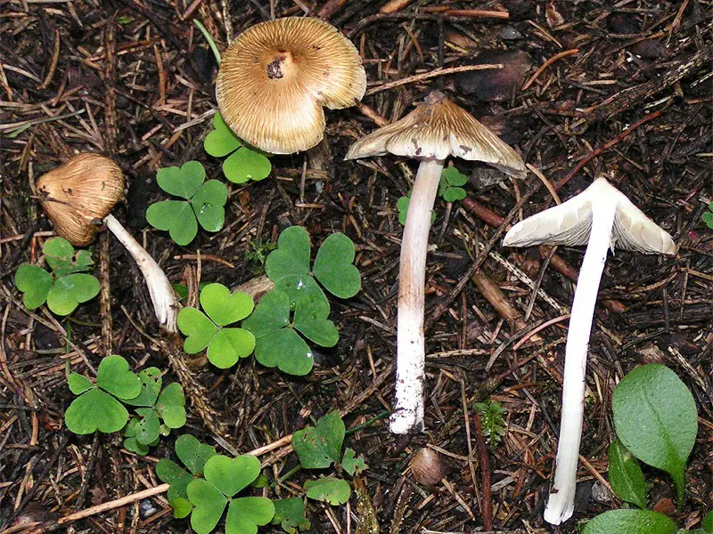 Poisonous Mushrooms in Florida