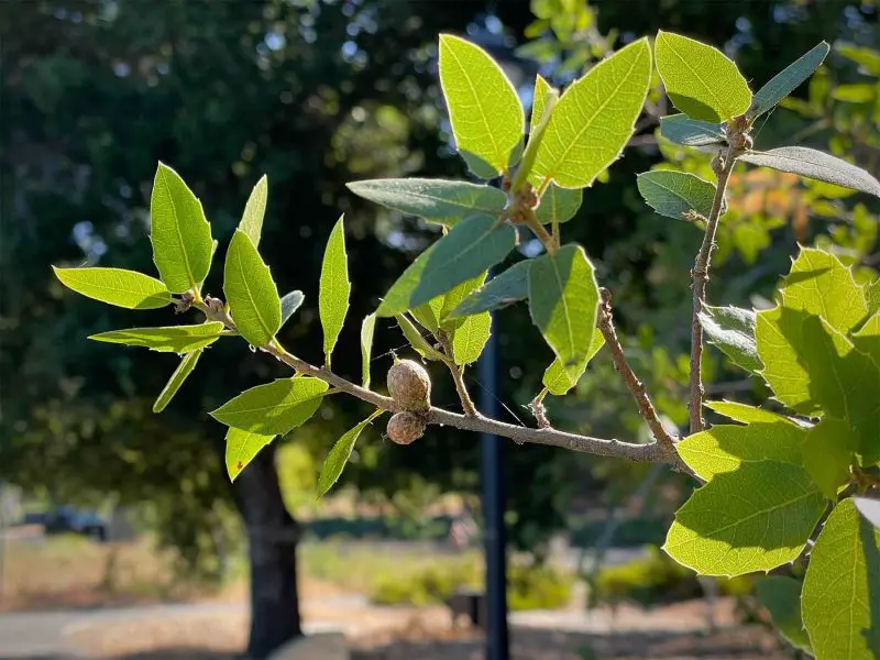 Types of Oak Trees in California