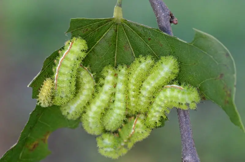 Types of Caterpillars in Texas