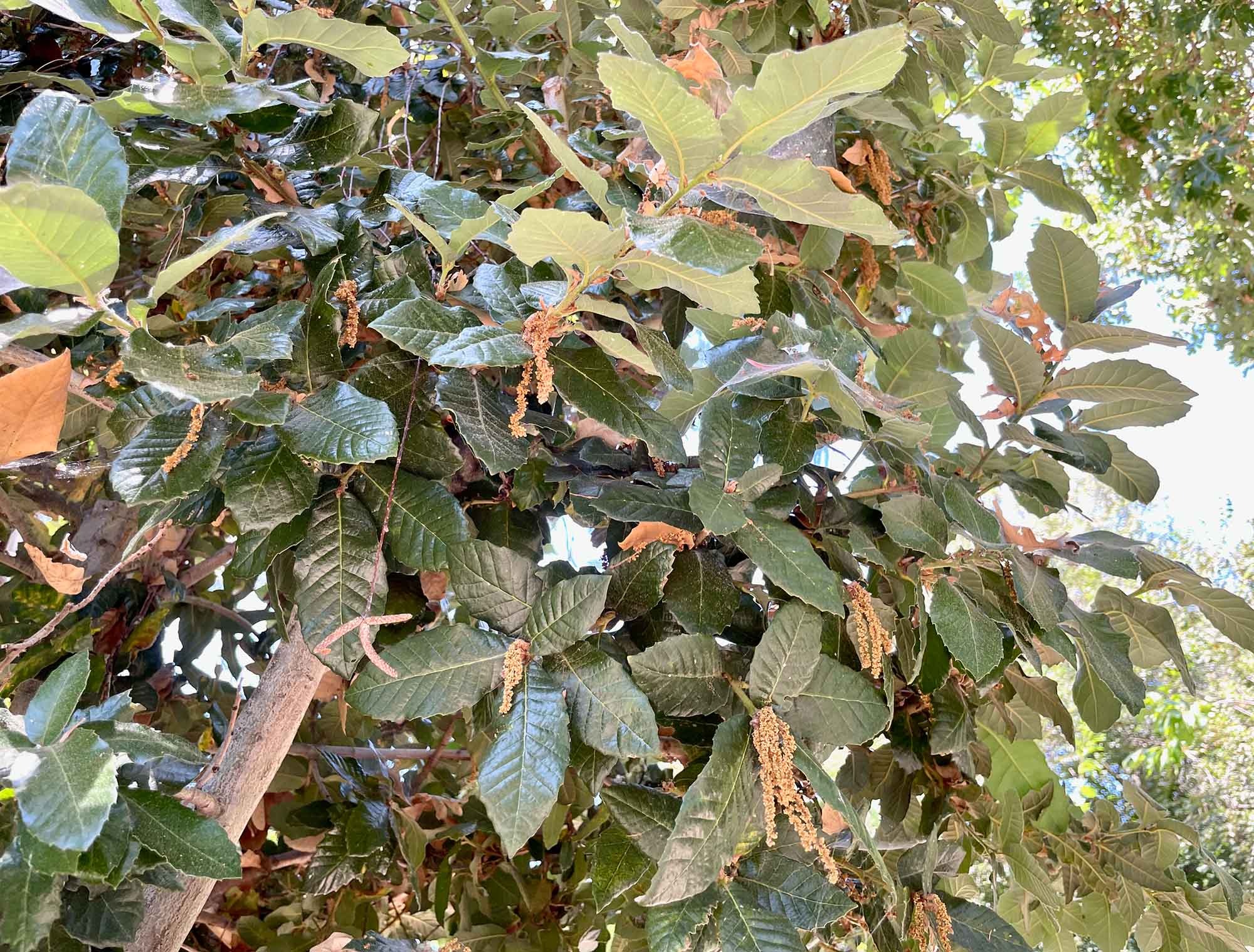Types of Oak Trees in California