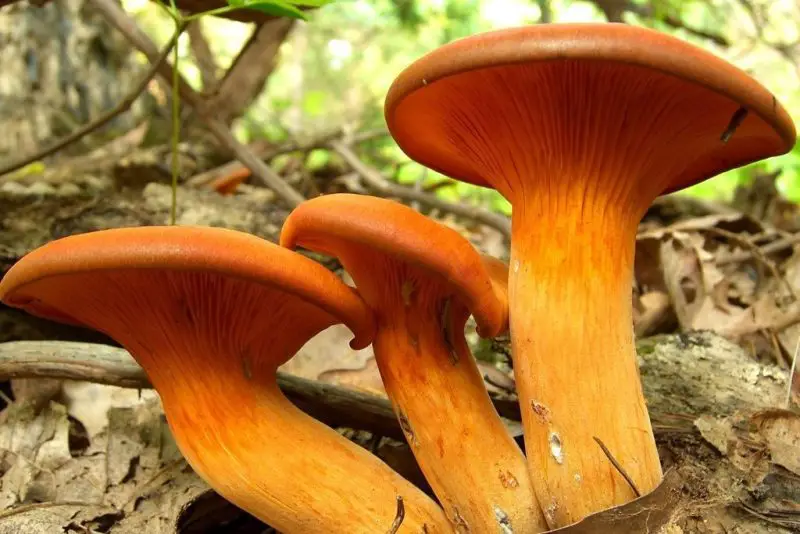 Poisonous Mushrooms in Florida