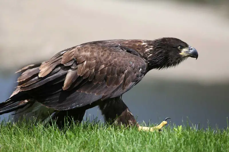 Eagles in Florida