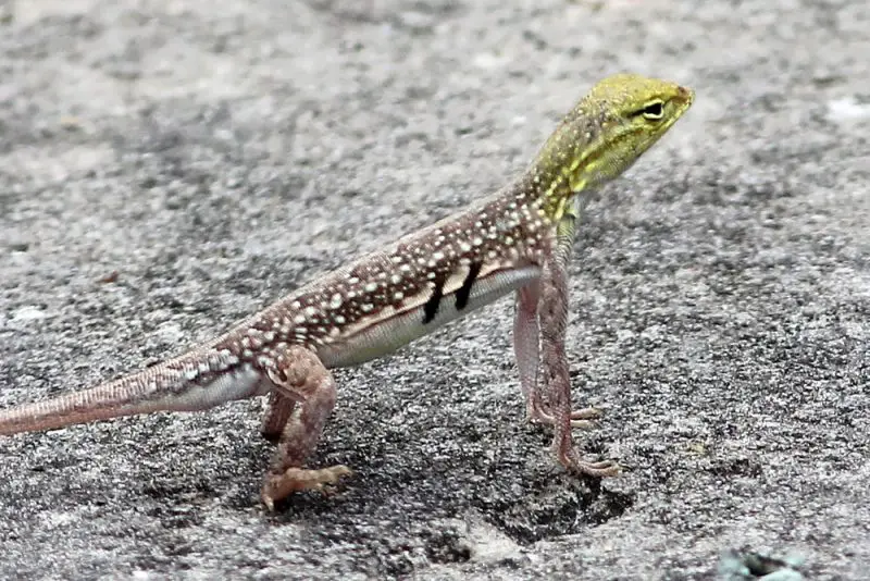 Lizards in Texas