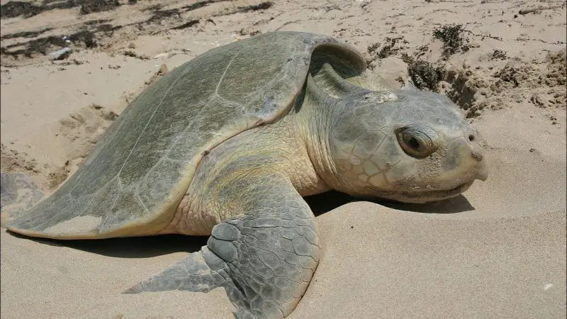 Types of Turtles in Florida