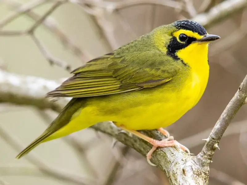 Yellow Birds in Virginia