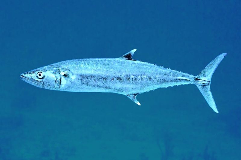 Types of Fish in Florida