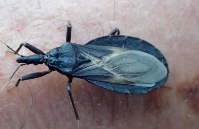 bugs in California