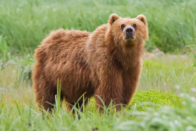 Types of Bears in California