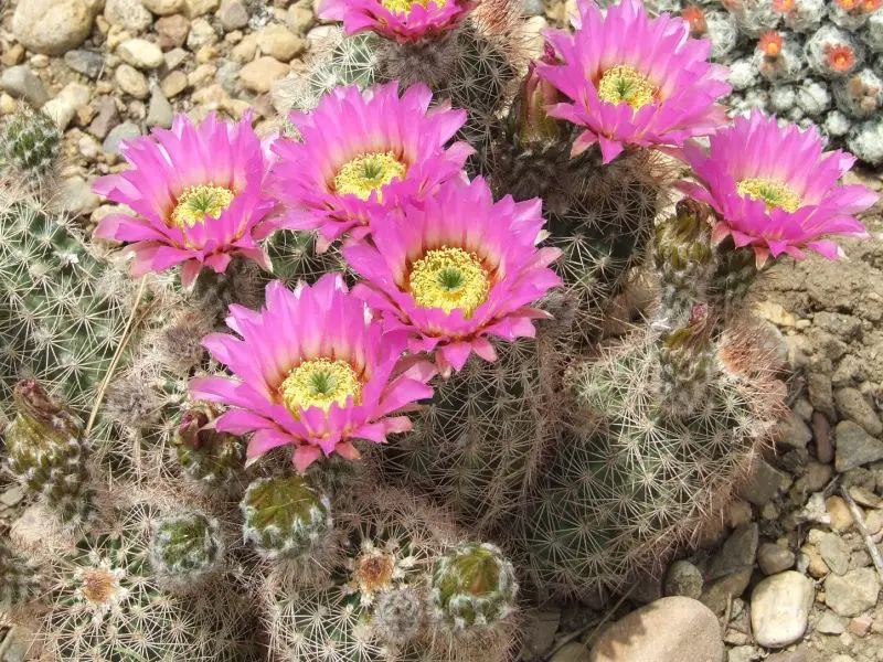 Types of Cactus in New Mexico