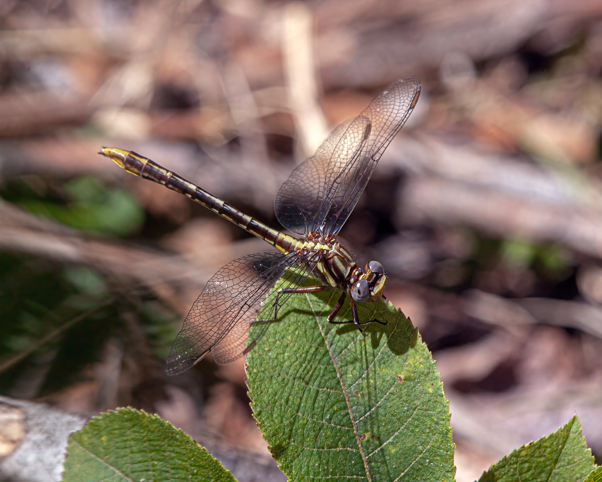 Dragonflies in Massachusetts