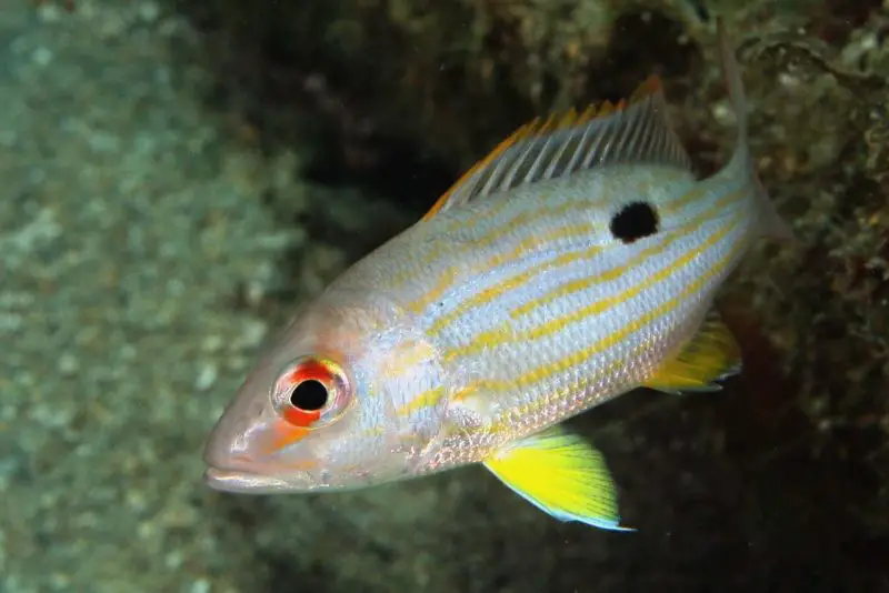Types of Fish in Florida
