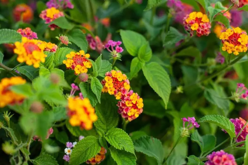 Poisonous Plants in Florida