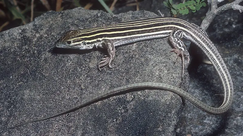 Lizards in Texas