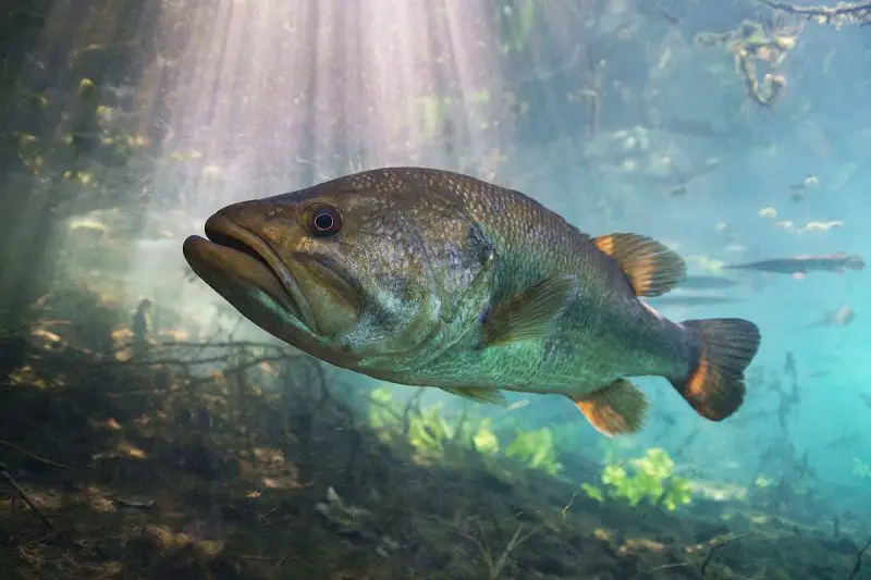 types of fish in florida