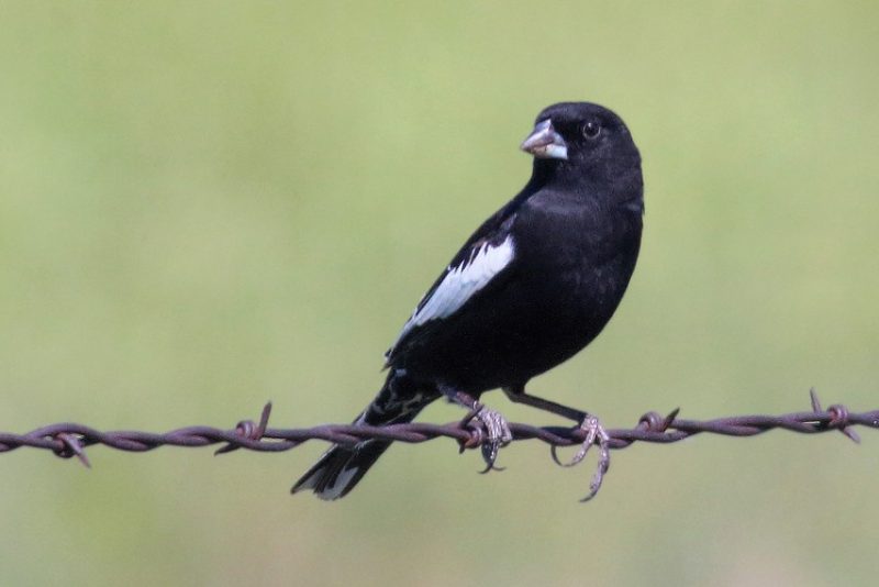 Birds With White Tails in Arizona