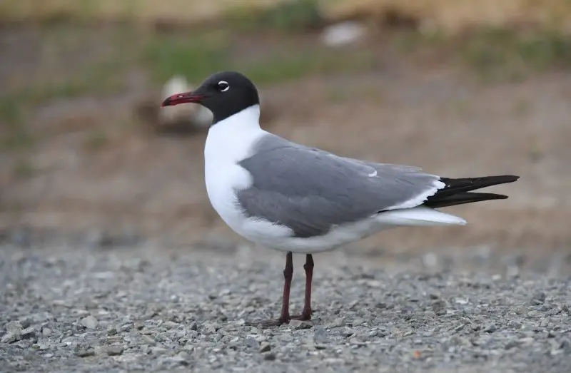 White Birds in North Carolina