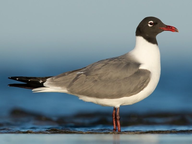 Gulls in California